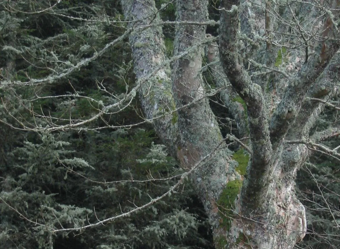Sycamore — photograph 2
