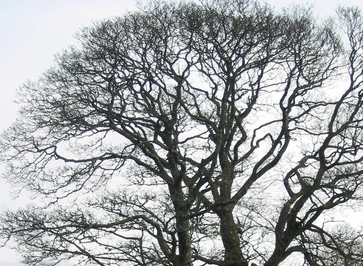 Sycamore — photograph 3
