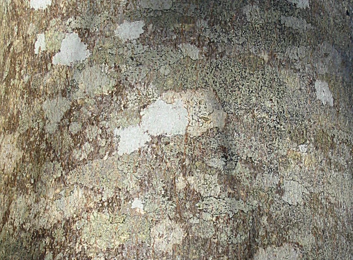 Sycamore — photograph 4