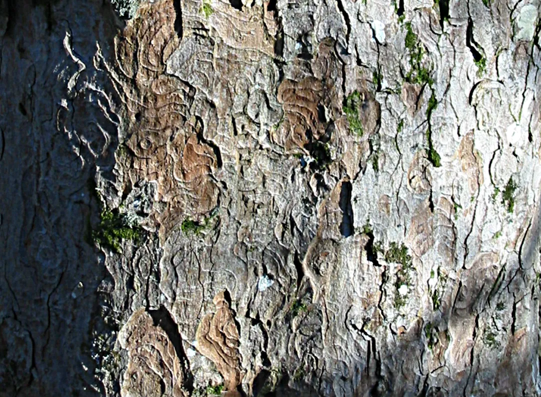 Sycamore — photograph 5