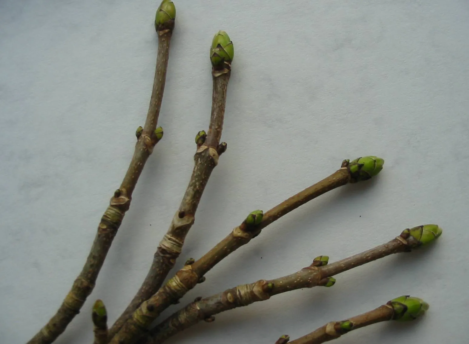 Sycamore — photograph 6