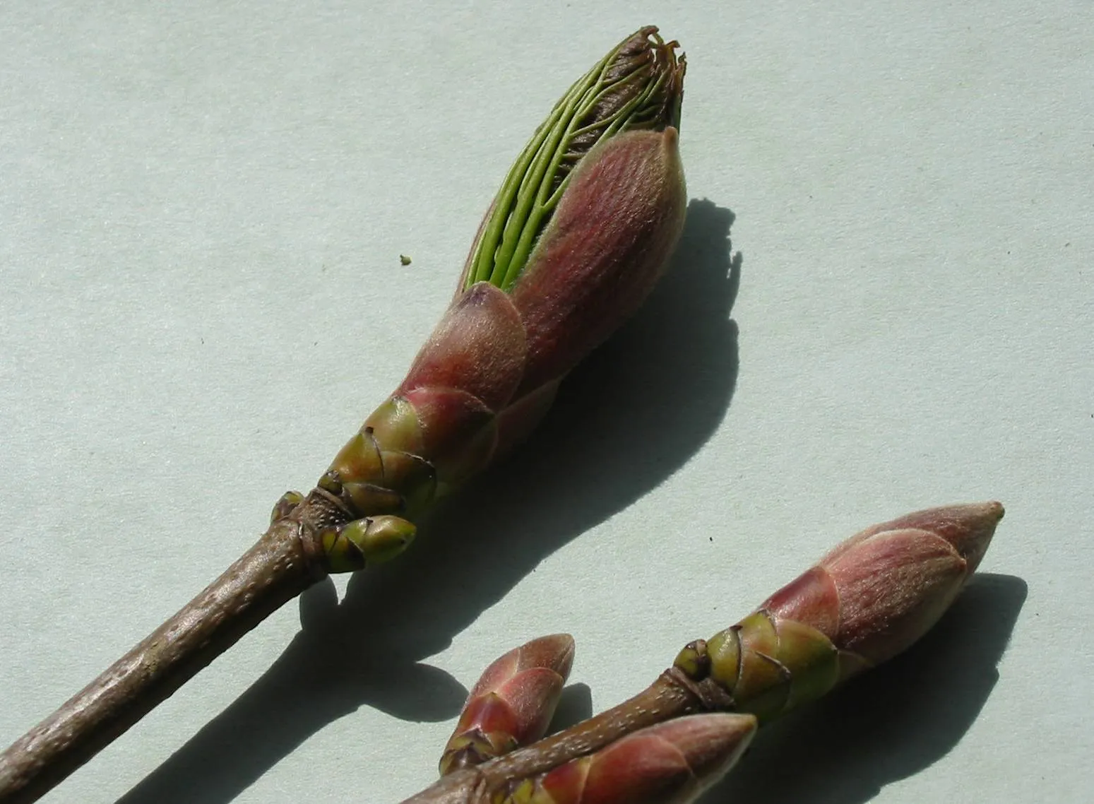 Sycamore — photograph 7
