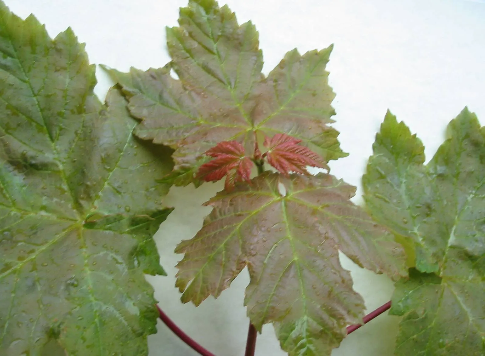 Sycamore — photograph 8