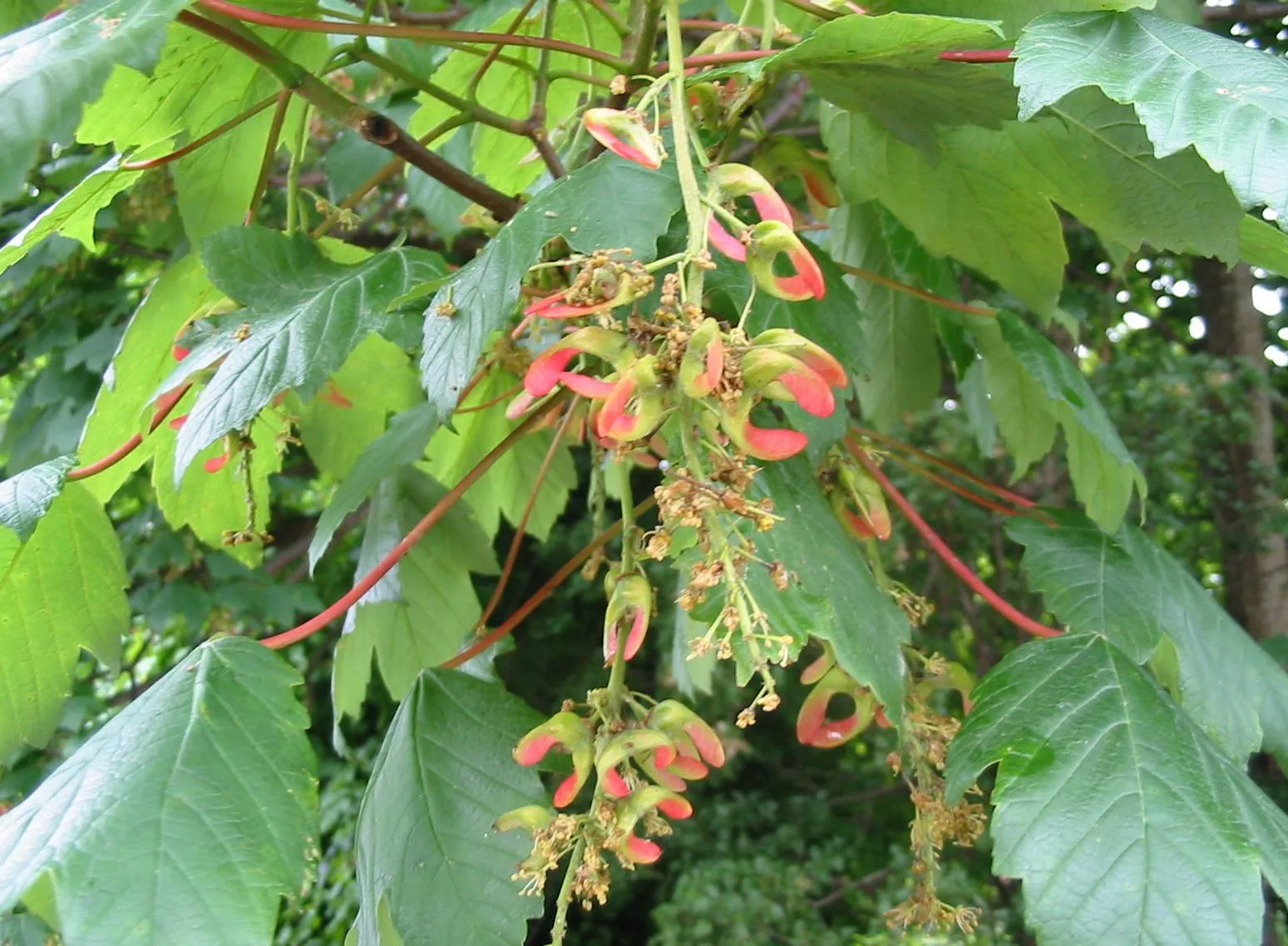 Sycamore — photograph 10