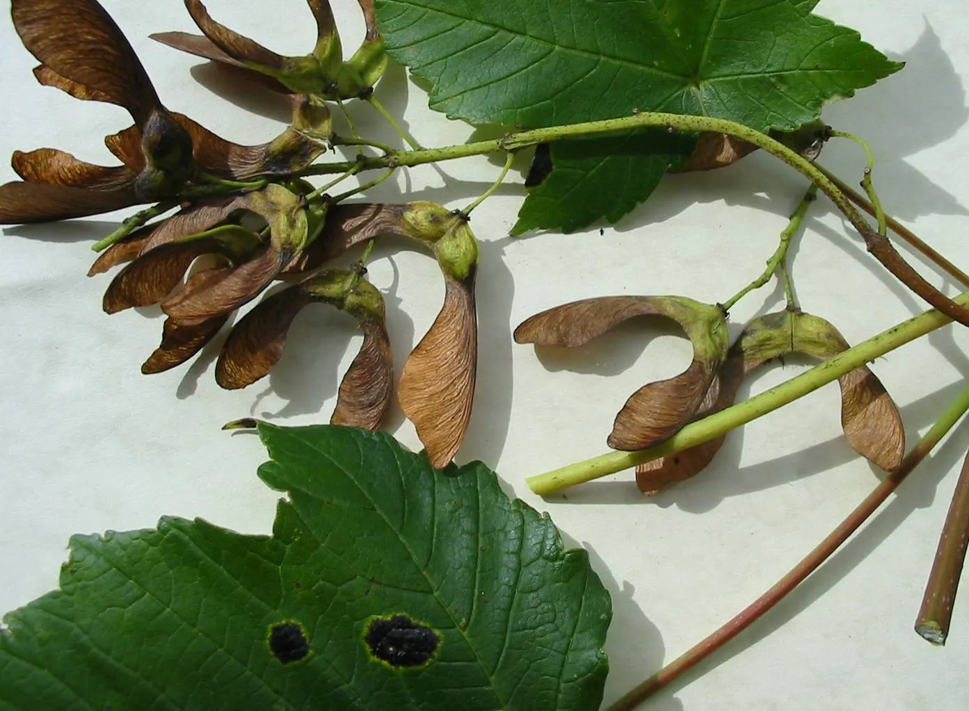 Sycamore — photograph 11