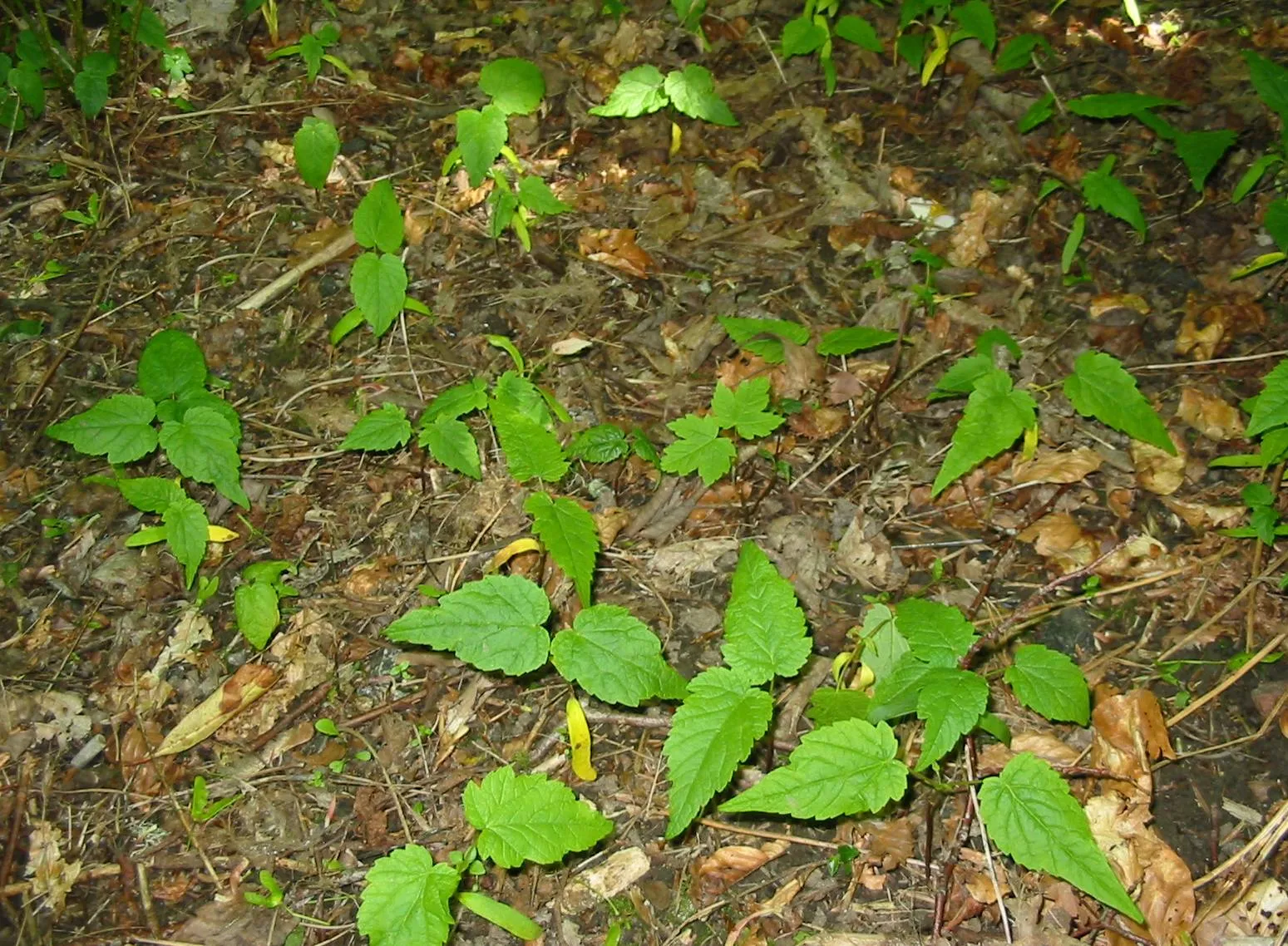 Sycamore — photograph 12