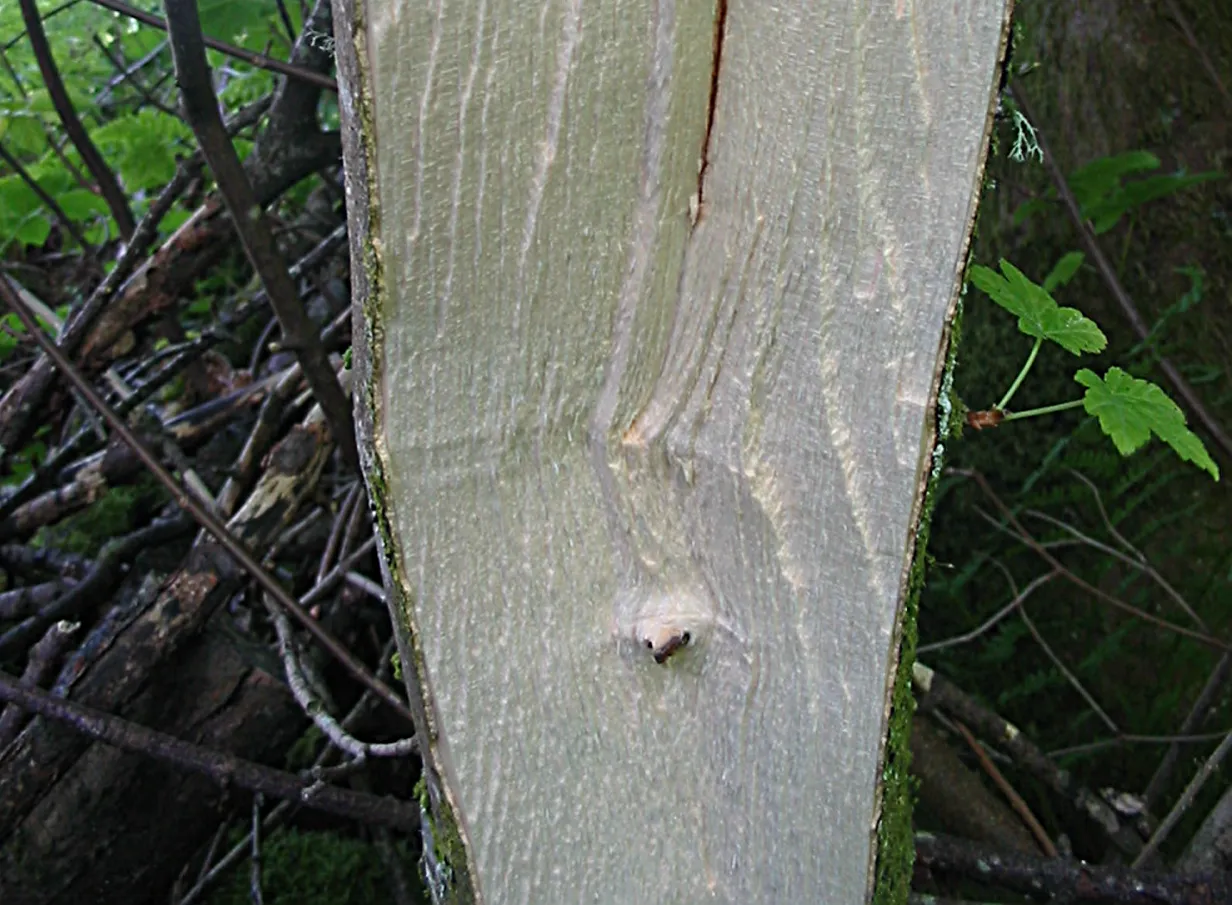 Sycamore — photograph 13