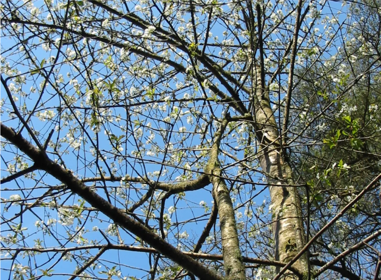 Wild Cherry