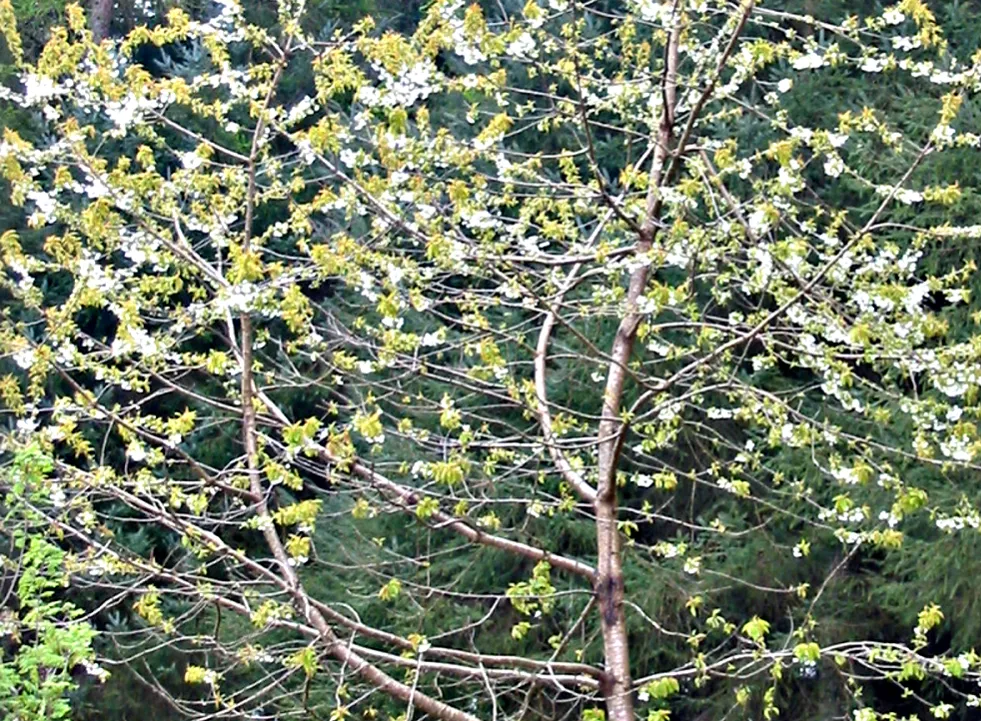 Wild Cherry — photograph 2