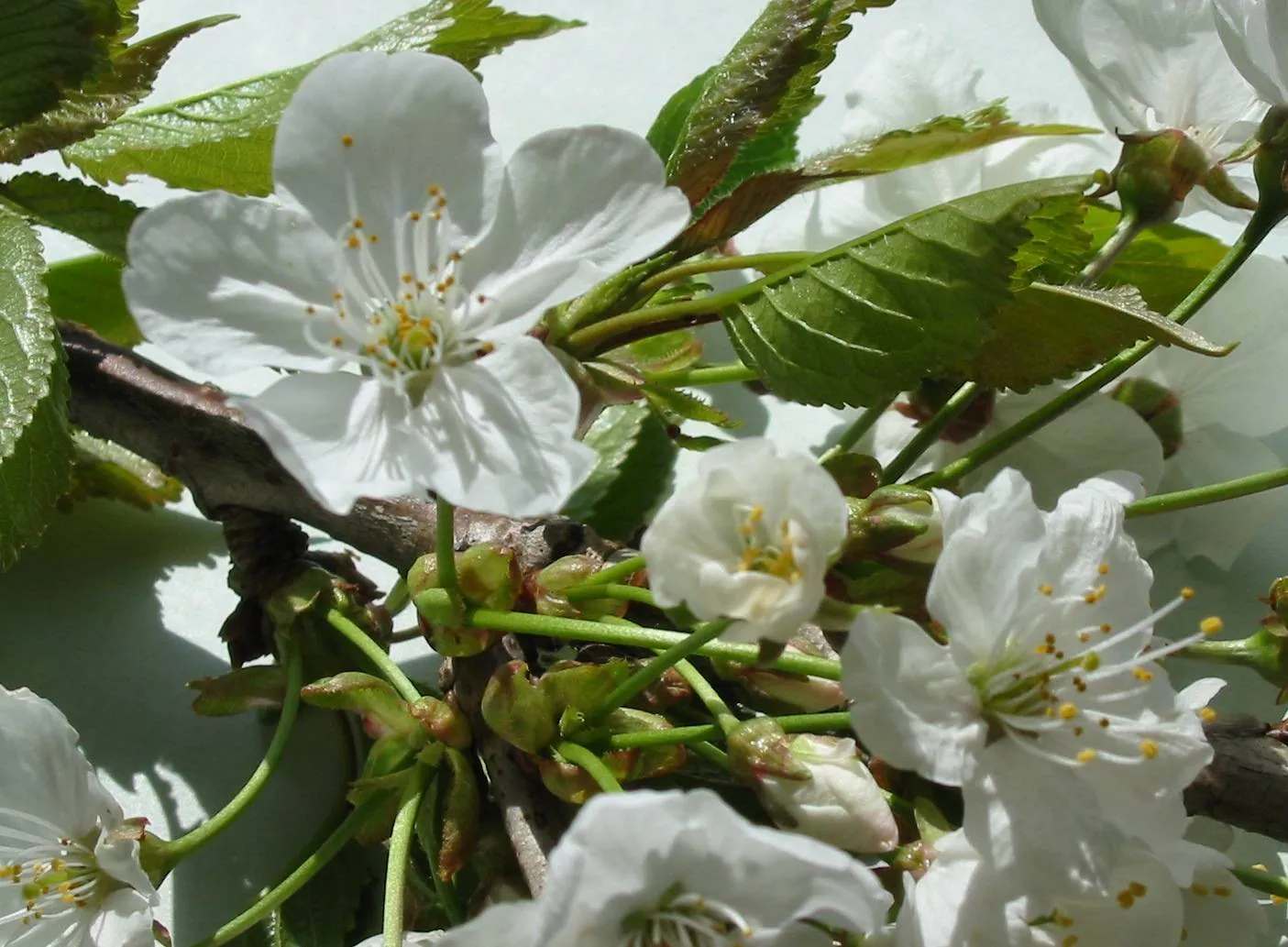 Wild Cherry — photograph 3