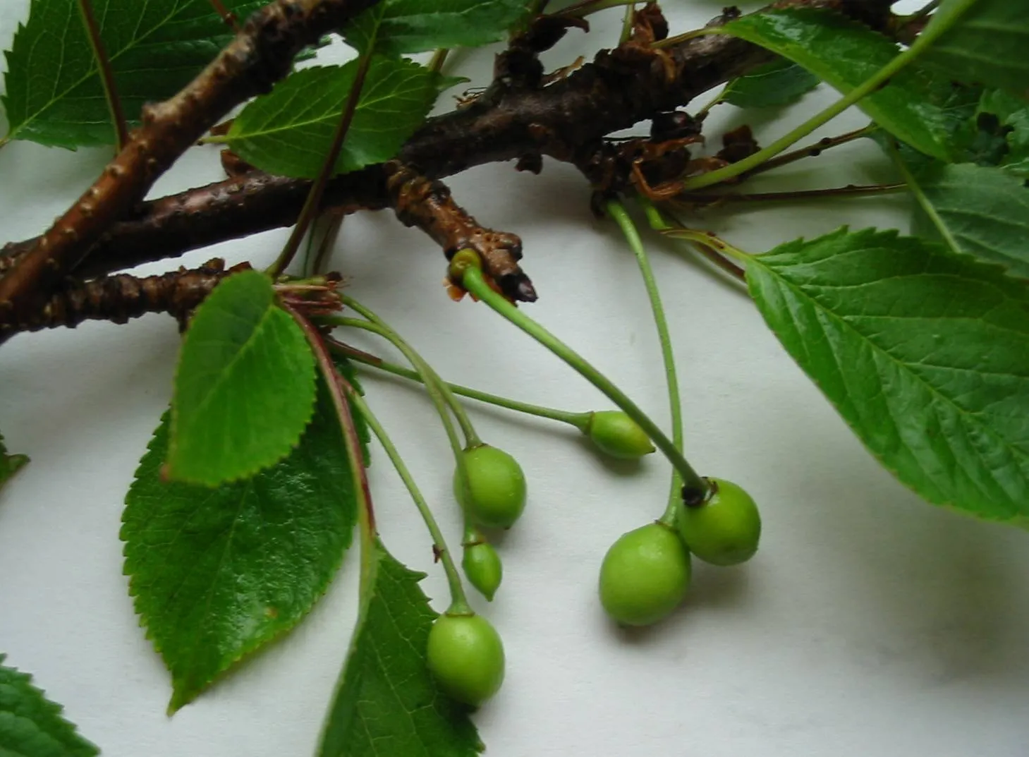 Wild Cherry — photograph 4