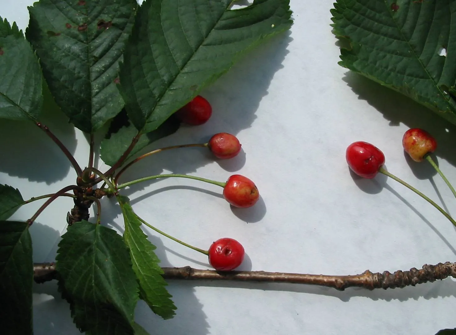 Wild Cherry — photograph 5