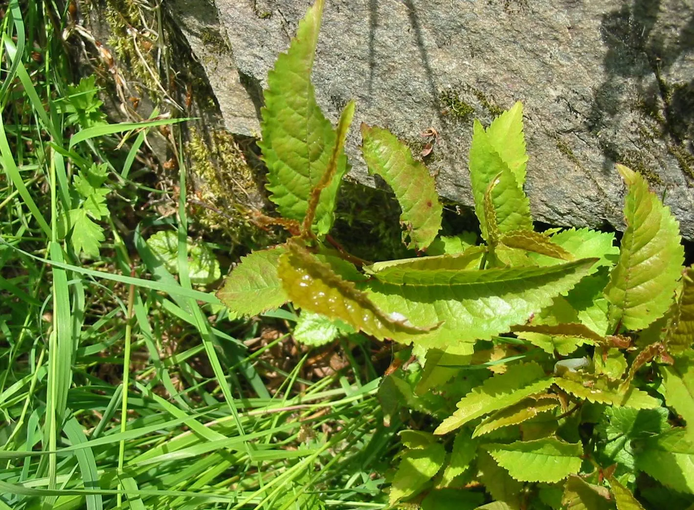 Wild Cherry — photograph 6
