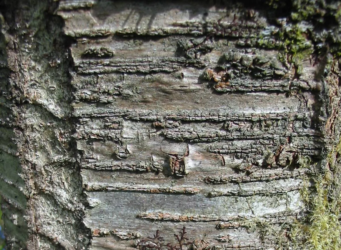 Wild Cherry — photograph 8