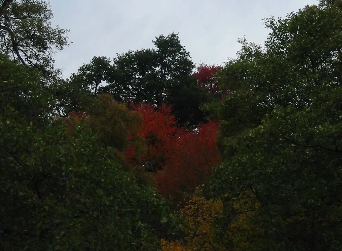 Wild Cherry — photograph 10