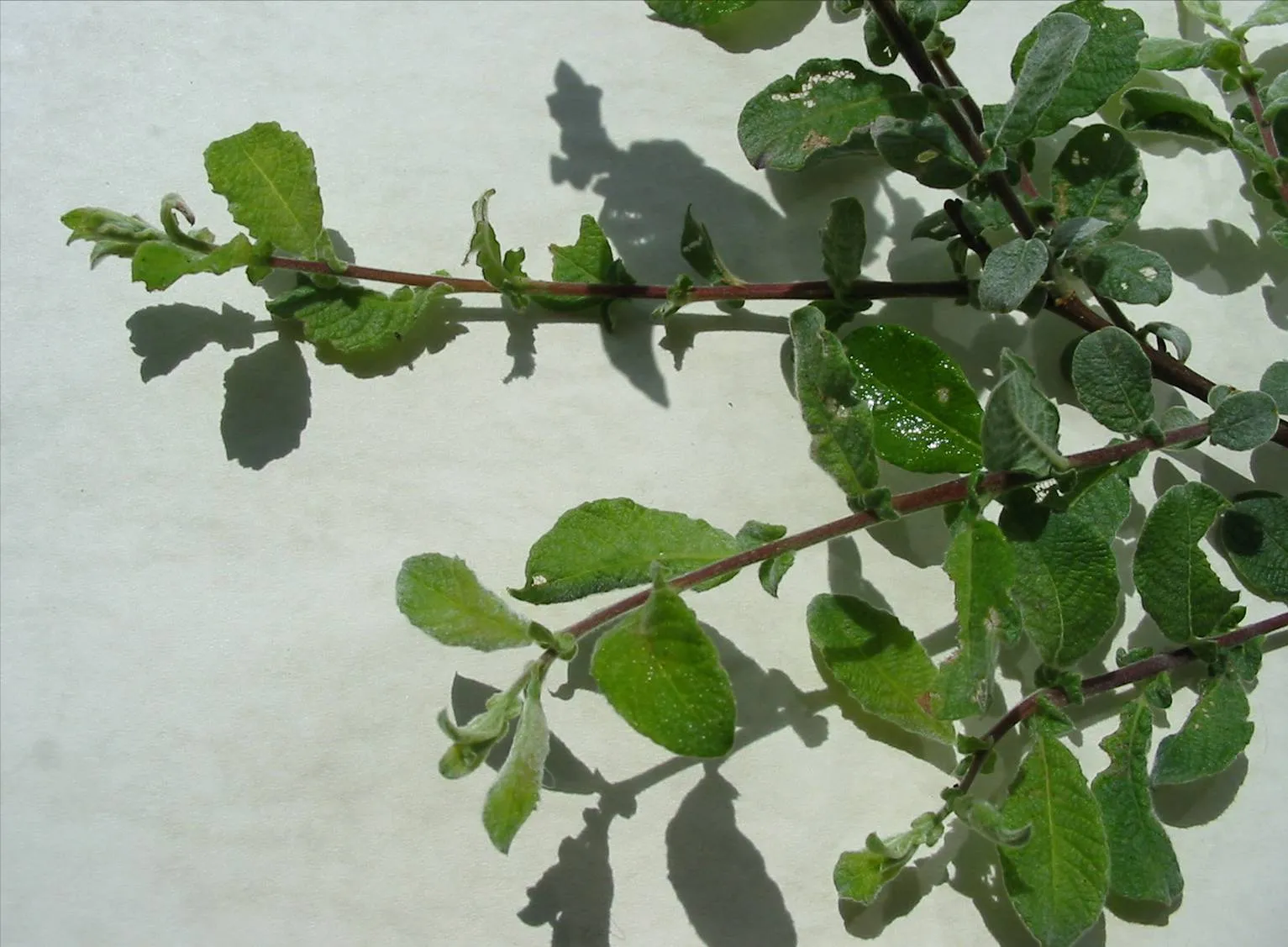 Willow — photograph 2