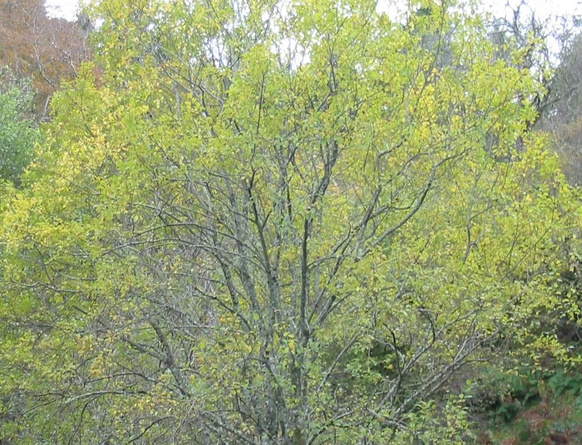 Willow — photograph 3