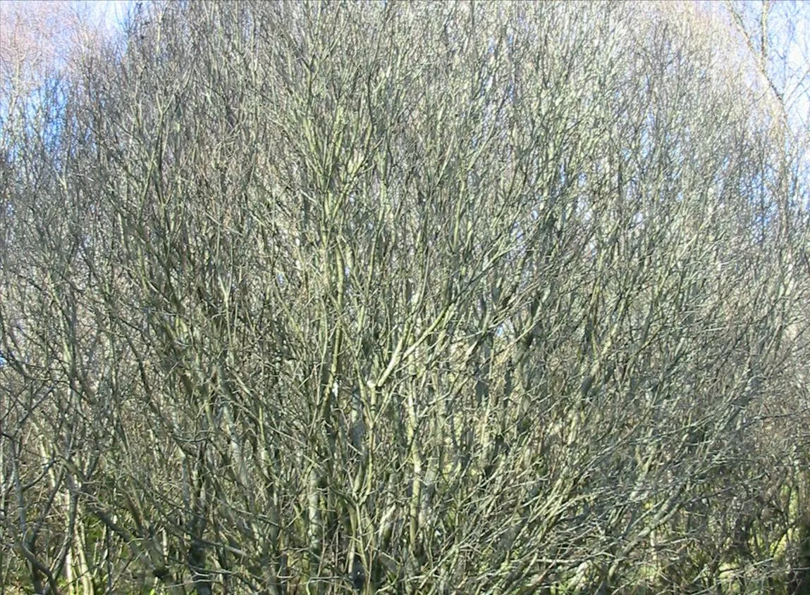Willow — photograph 4