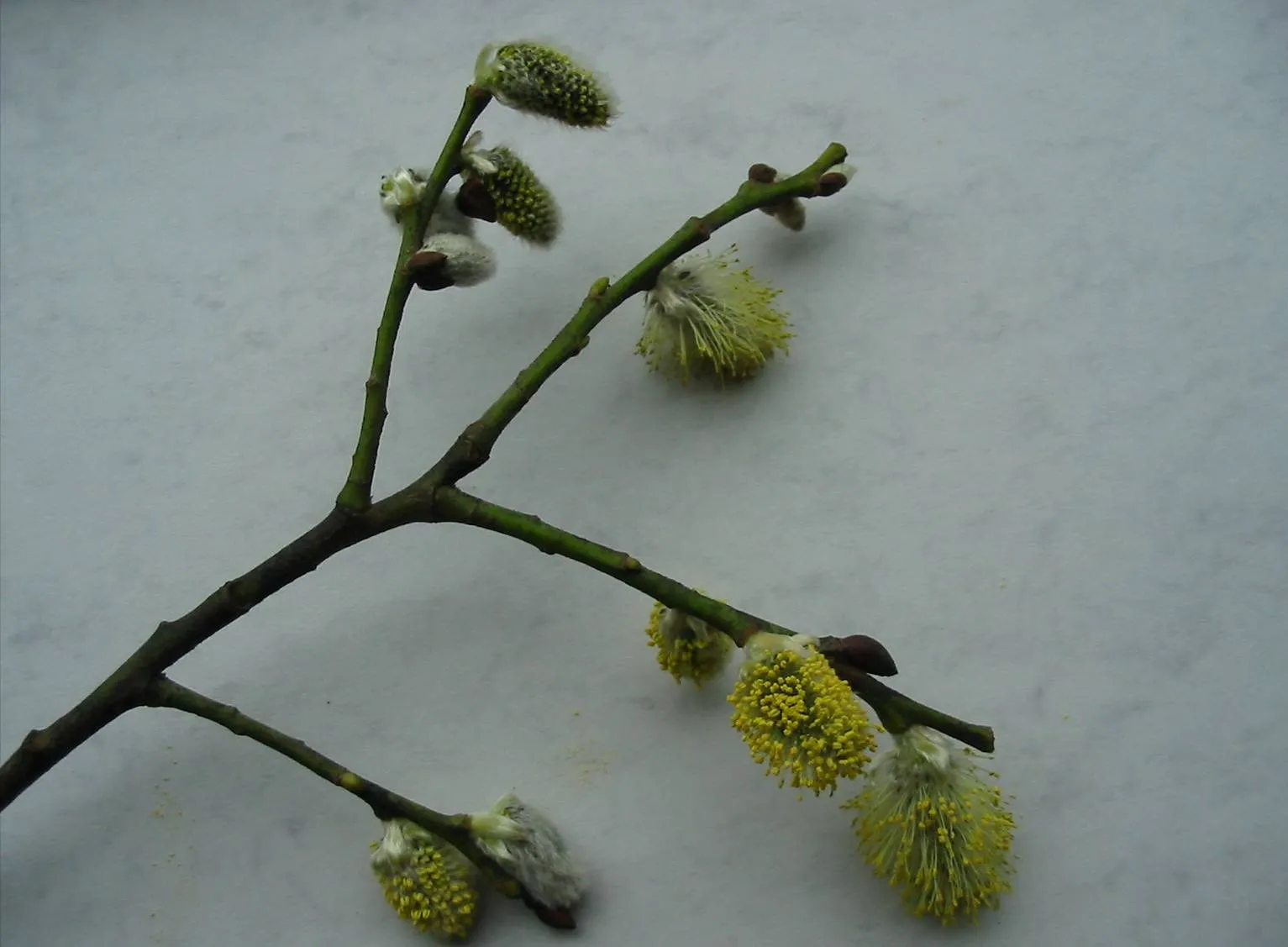 Willow — photograph 5