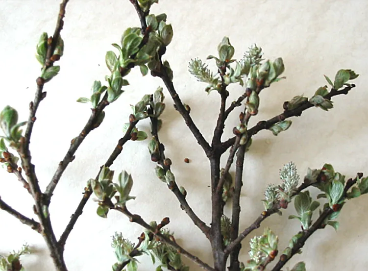 Willow — photograph 7