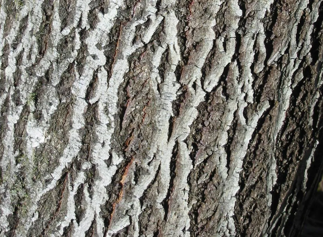 Willow — photograph 9