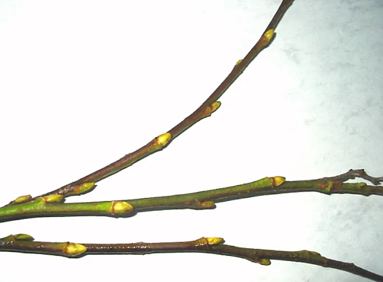 Willow — photograph 10