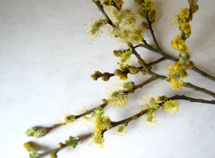 Willow — photograph 14
