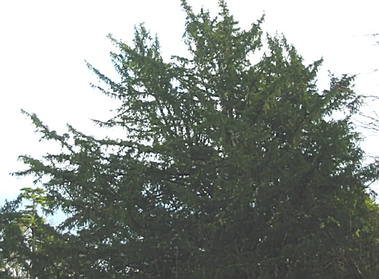 Yew