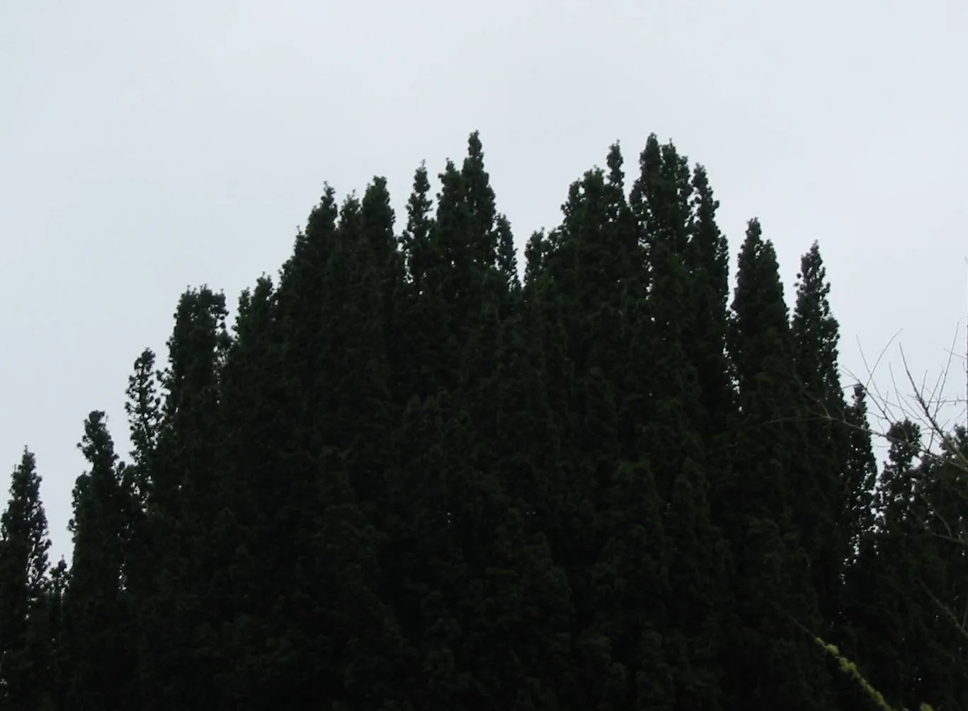 Yew — photograph 2