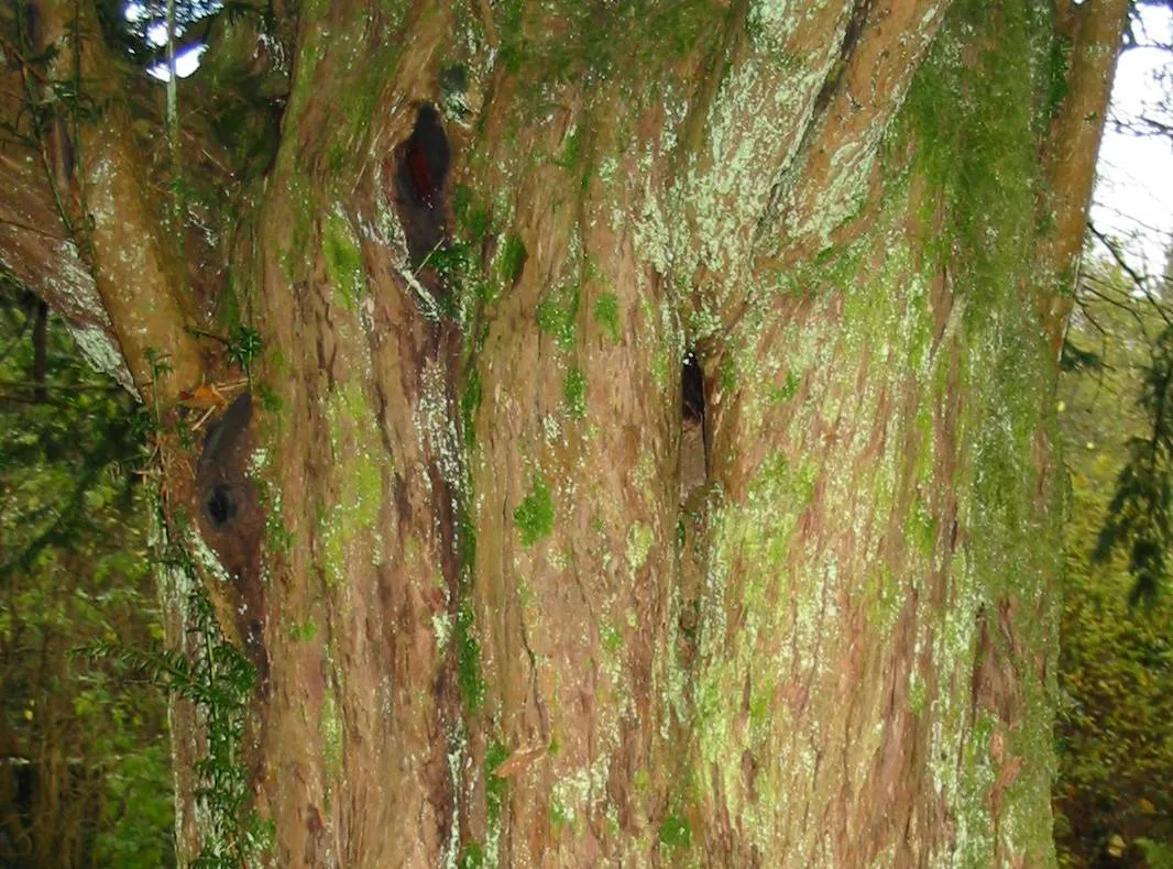 Yew — photograph 3