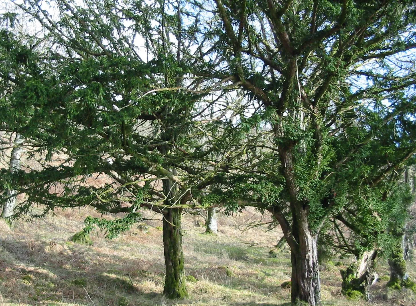 Yew — photograph 4