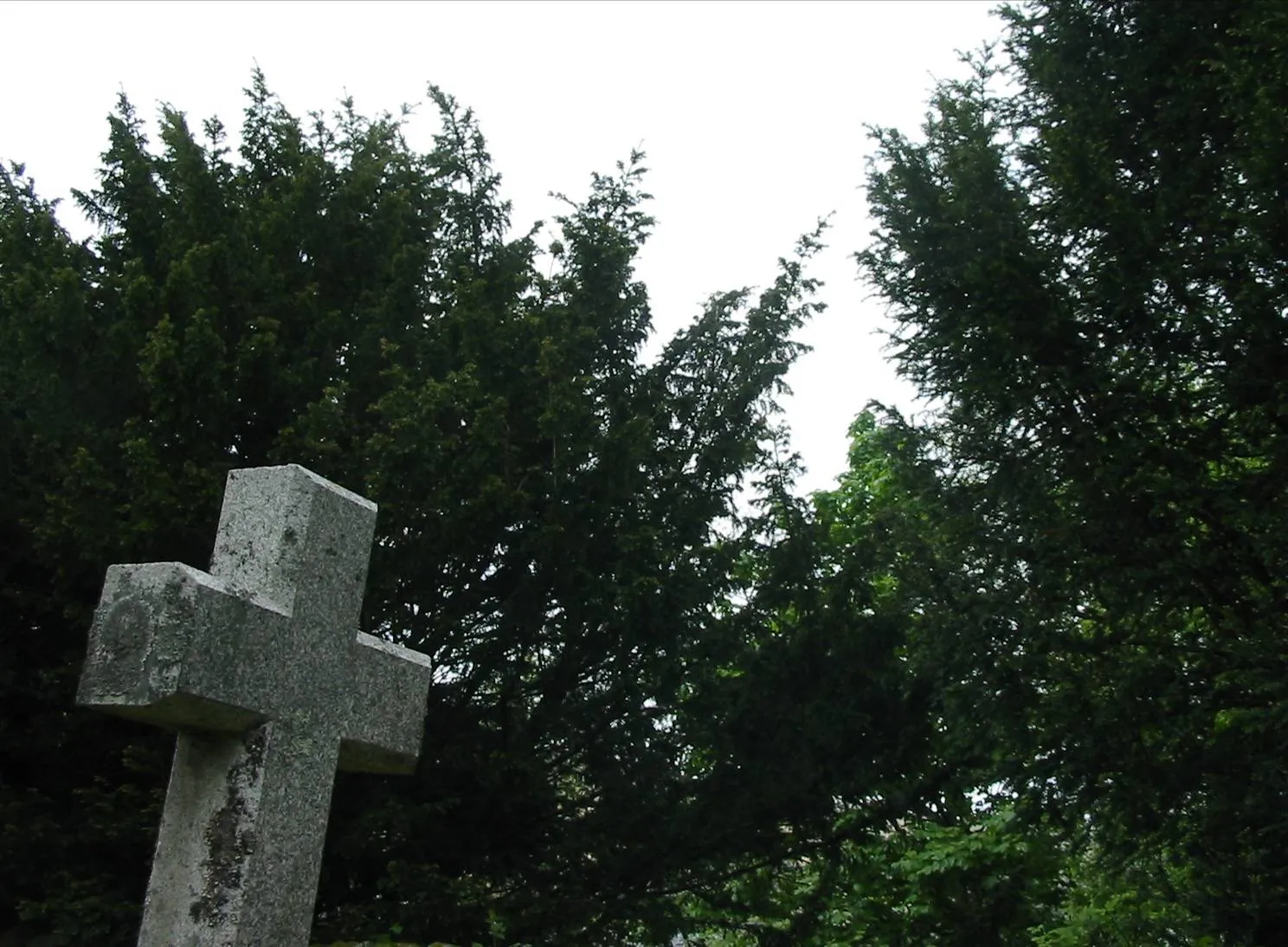 Yew — photograph 5
