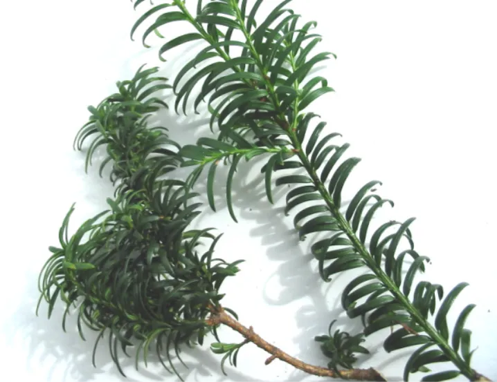 Yew — photograph 6