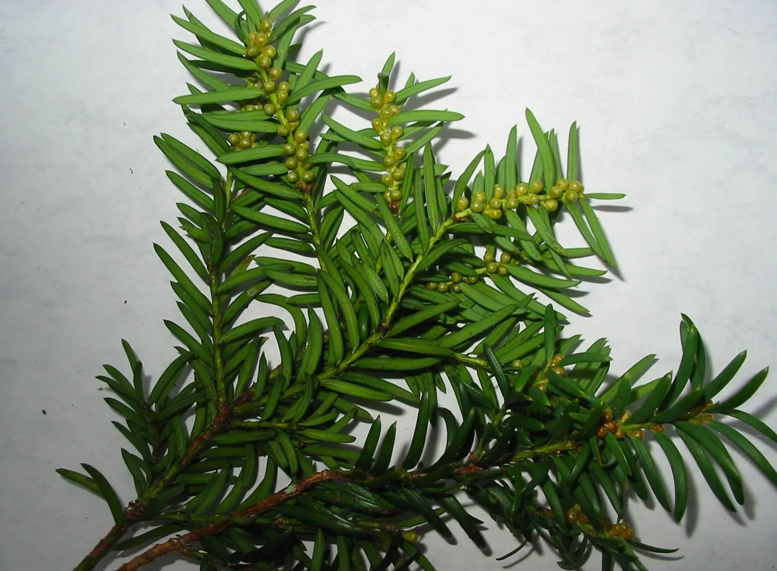 Yew — photograph 7