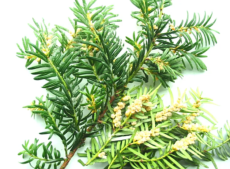 Yew — photograph 8