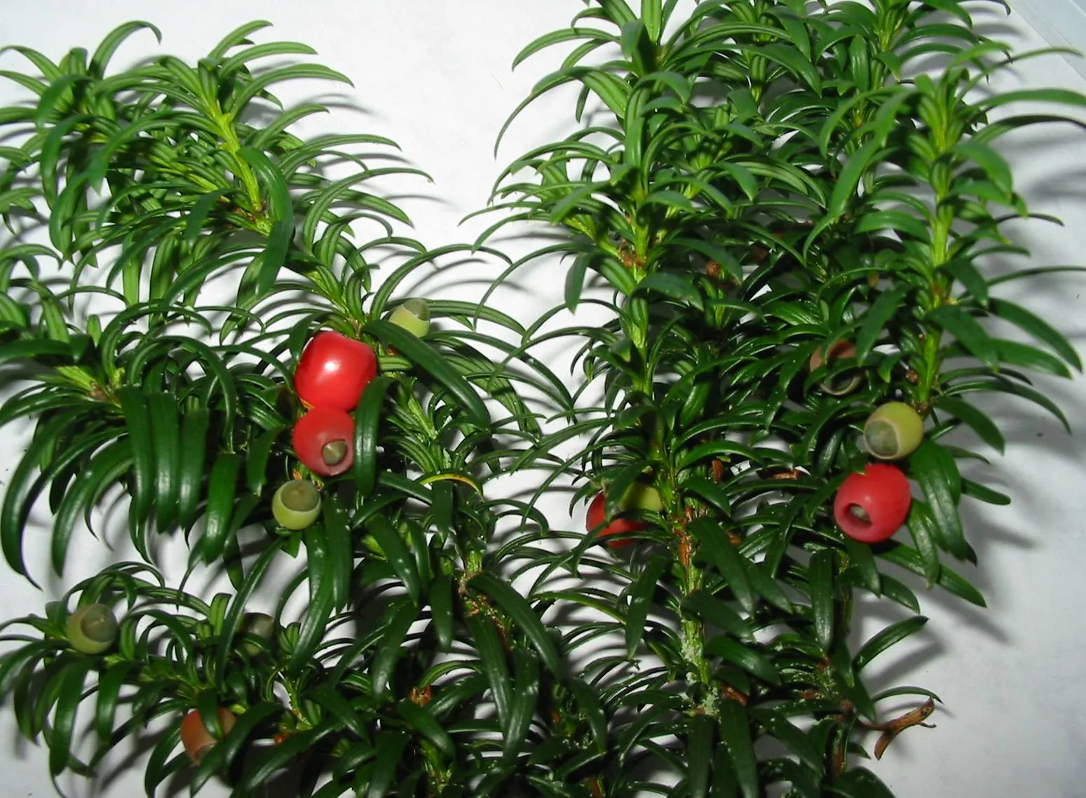 Yew — photograph 9