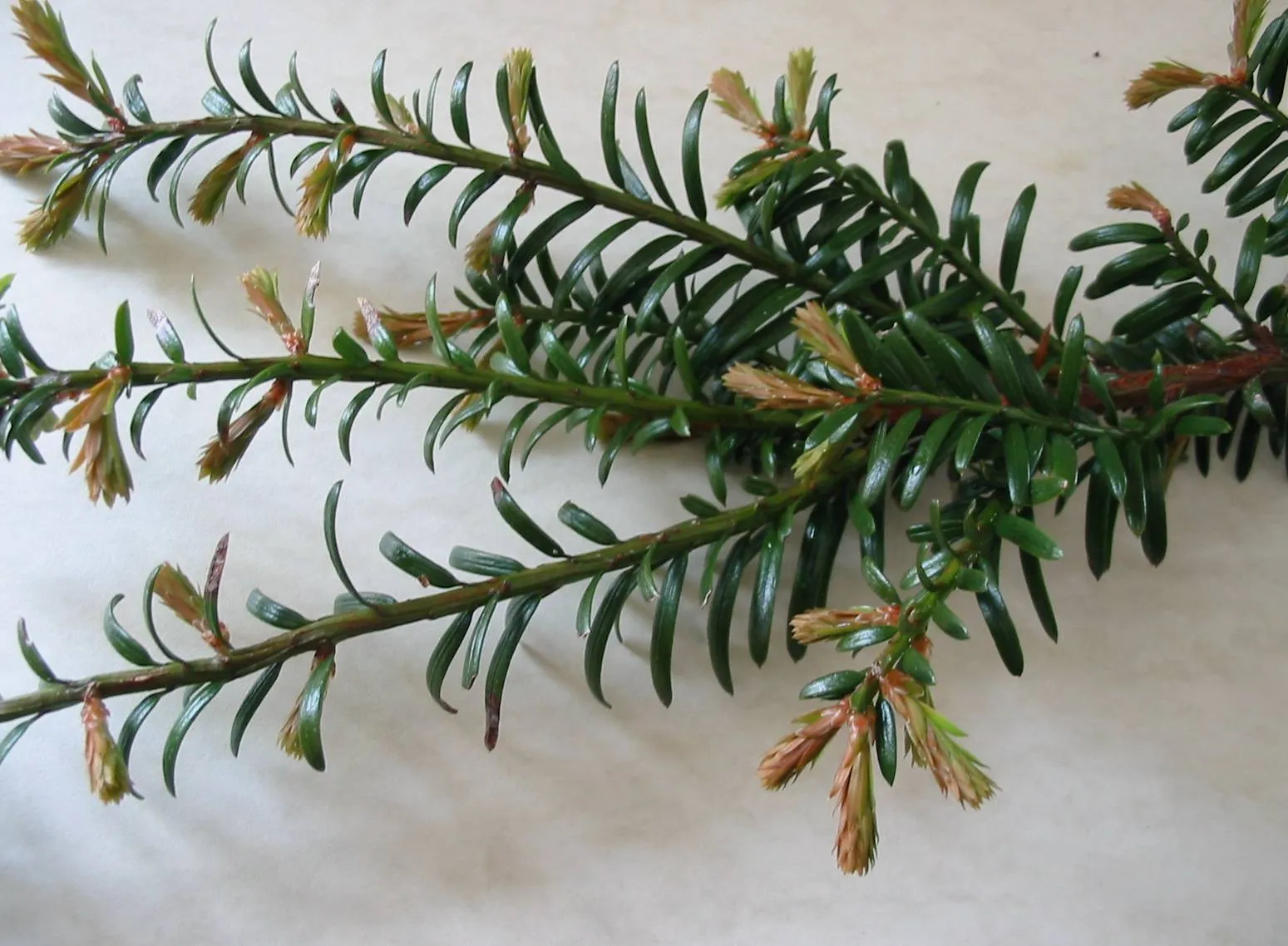Yew — photograph 10